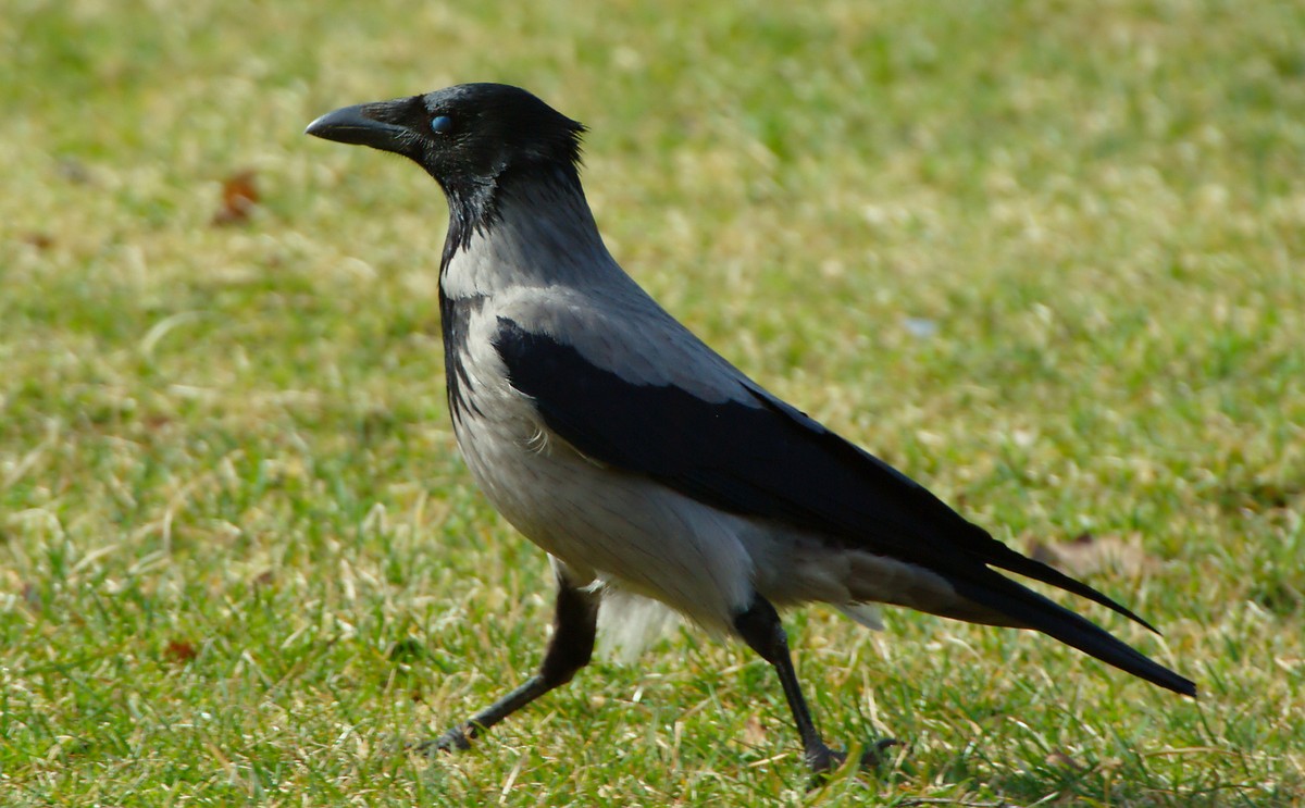 Caccia in Umbria: domenica 18 settembre consentito prelievo di merli, colombacci e corvidi