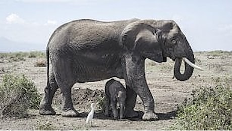 Il capo Masai che traccia la strada agli elefanti