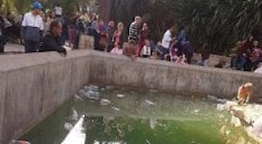 Lapidato e ucciso coccodrillo nello zoo di Tunisi. La protesta sui social: ''Chiudetelo''