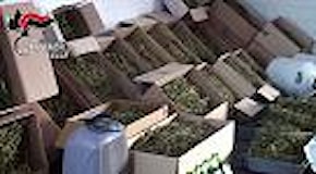 Lecce, nascondeva 73 chili di marijuana: dipendente dell'Asl arrestato