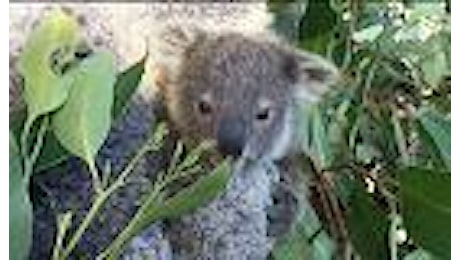 Australia: il baby koala si mostra al pubblico dello zoo di Sydney