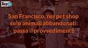 San Francisco, nuova legge per i negozi di animali: in vendita solo cani e gatti abbandonati