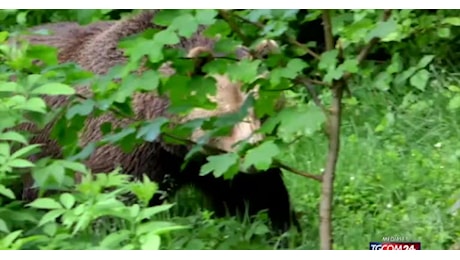 Trentino, abbattuto orso M91 dopo poche ore dal decreto, animalisti contro Fugatti: Ucciso mentre era in letargo, non aveva mai fatto male a nessuno - VIDEO