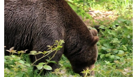 Orso: nuova aggressione nel pomeriggio di ieri nel Bleggio