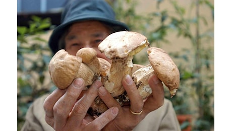 Ats Val Padana: quattro intossicazioni da funghi in un mese. Come evitare il rischio di avvelenamenti