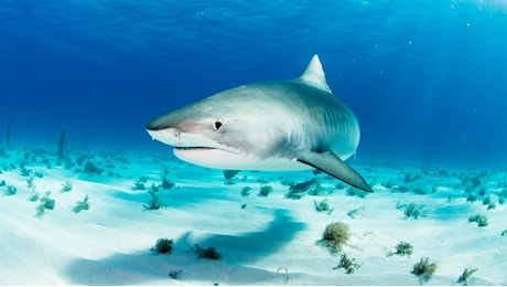 Due turisti italiani attaccati da uno squalo a Marsa Alam. Uno è morto e l’altro è ferito