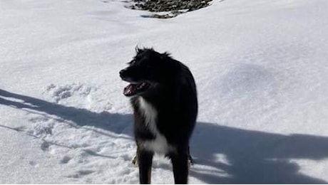 Alpinista tedesco disperso da 15 giorni sul Monte Rosa: trovato vivo il suo cane Elfie