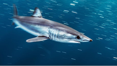 “Perché gli squali attaccano l’uomo”. Pratesi (WWF): dal cibo in mare alla mattanza della specie