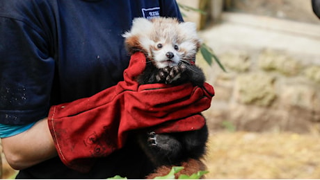 Morto un cucciolo di panda rosso allo zoo di Edimburgo, i veterinari: «A ucciderlo lo spavento legato ai fuochi d'artificio esplosi»