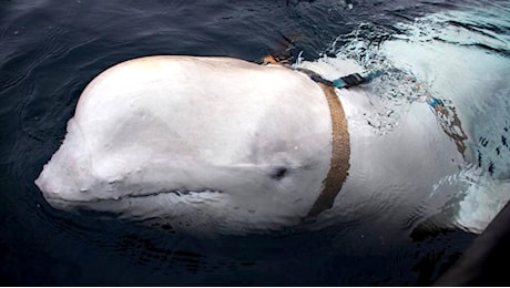 Trovata morta la balena beluga spia di Mosca: ecco chi è Hvaldimir