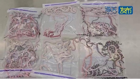 Nulla da dichiarare, ma ha più di 100 serpenti nei pantaloni: fermato contrabbandiere in Cina