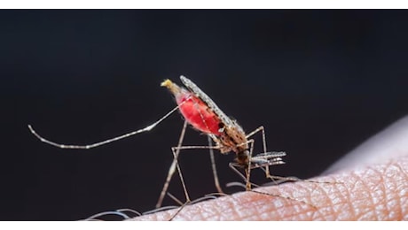 Malaria: un caso autoctono a Verona, subito le indagini per capire se la zanzara è “locale”