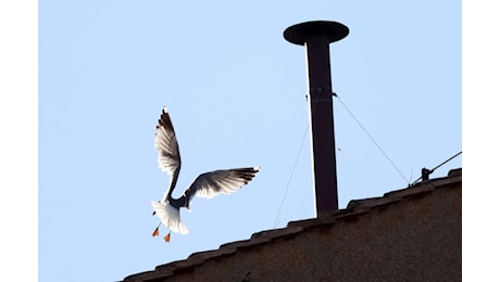 Il Gabbiano sul comignolo della Cappella Sistina è una star a sua insaputa