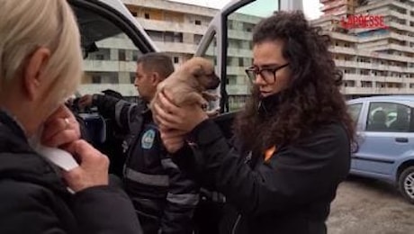 Scampia, LAV salva cani e gatti dallo sgombero e dalla demolizione delle Vele