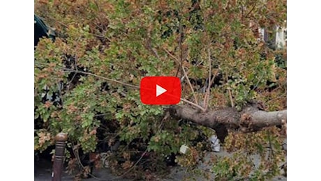 Meteo: Palermo, tempesta di vento; alberi abbattuti, il video