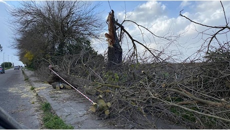 Vento di burrasca: emergenza in provincia di Oristano. Le foto degli interventi