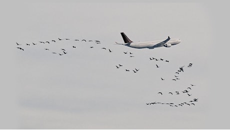 Incidente di Caselle e morte della piccola Laura, si apre il motore della Freccia Tricolore. Quella foto del gabbiano in volo