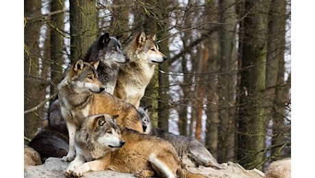 Donna ferita dai lupi nello zoo safari di Parigi: era entrata in un'area protetta