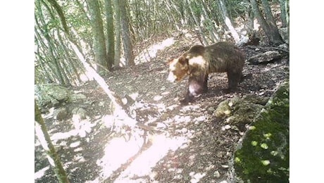 Trento, abbattuto l’orso M91