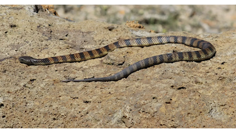 Guida in autostrada quando sente qualcosa su una gamba: è un velenosissimo serpente trigre. La donna riesce a salvarsi