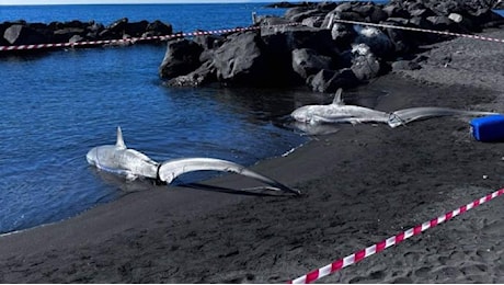 Trovati morti sulla spiaggia di Torre del Greco due esemplari di squalo volpe