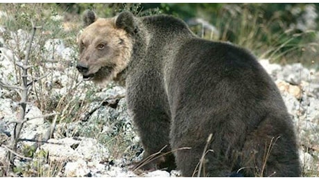 Orso attacca un fungaiolo: aggredito alle spalle e ferito alla schiena, si trascina in paese e dà l'allarme. Caccia all'animale