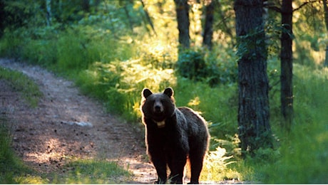 Orso abbattuto, animalisti denunciano il presidente del Trentino Fugatti