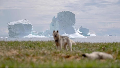 Perché Trump vuole la Groenlandia e cosa c’entra il cambiamento climatico