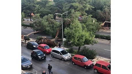 Maltempo, alberi caduti e caos sulla A29: svincolo bloccato FOTO