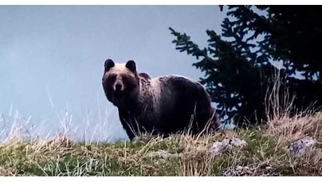 Orso: nuova aggressione nel Bleggio