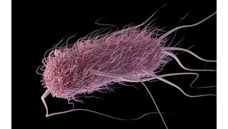 Cos’è il batterio Escherichia coli e perché causa di divieti balneazione