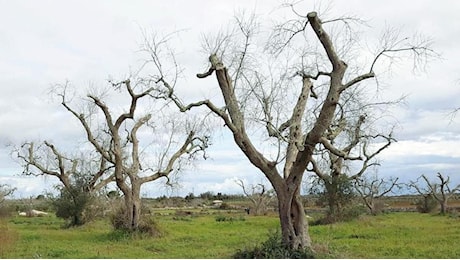 Gli ulivi monumentali in Puglia a rischio Xylella: l'Sos dimenticato