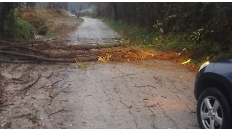 Allarme maltempo a Senigallia: alberi abbattuti e sottopassi allagati, preoccupa il livello del Cesano