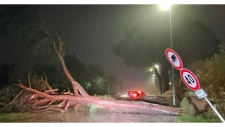 Maltempo, notte di problemi per il vento con alberi caduti e black out: colpito in particolare il Casentino