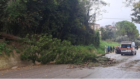 Vento forte, alberi cadono e colpiscono due auto in transito