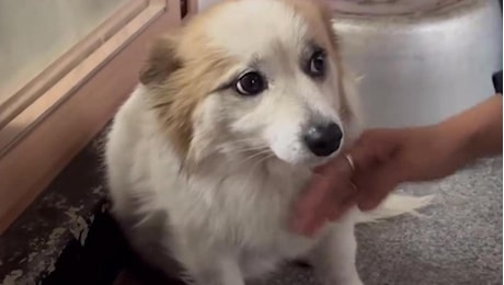 Pudding, il cane rimasto solo ad attendere il ritorno della famiglia morta nell’incidente aereo in Corea del sud