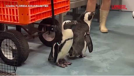 VIDEO Florida, uragano Milton: pinguini africani trasferiti per motivi di sicurezza Uragano Milton, in Florida evacuati anche i pinguini dell'acquario