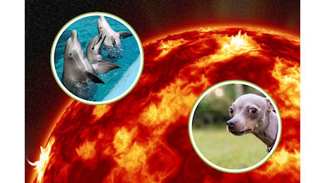 Le tempeste solari influenzano cani, gatti e altri animali? Quali effetti hanno su di loro?