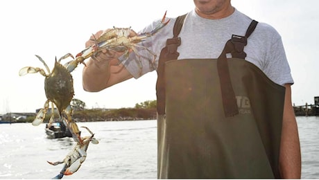 Granchio blu, il regalo di Natale. Cassa integrazione per i pescatori