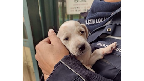 Si tuffa nelle acque gelide per salvare cuccioli gettati nel torrente