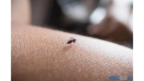 Nuovo caso di West Nile in Friuli, anziano in ospedale