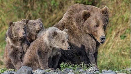 Orsa Kj1, Fugatti firma il decreto: sarà abbattuta. Associazioni animaliste sul piede di guerra