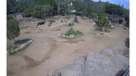 Terremoto in California, un gruppo di elefanti al San Diego Zoo Safari Park protegge i cuccioli. VIDEO