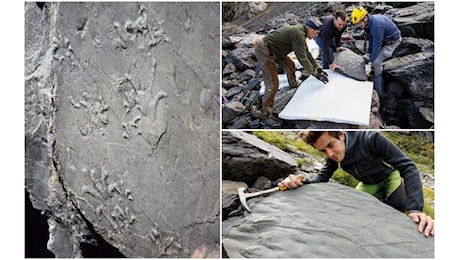 Un ecosistema preistorico fossilizzato in Valtellina, la scoperta a 3.000 metri di quota