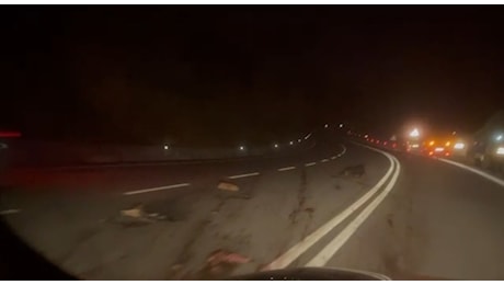 Incidente sulla Cilentana, violento impatto tra auto e animali: tragedia sfiorata